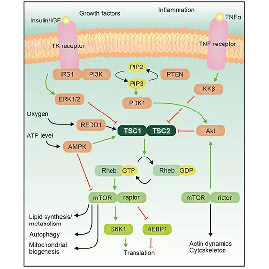 Tuberous Sclerosis (TSC1) Deletion/Duplication